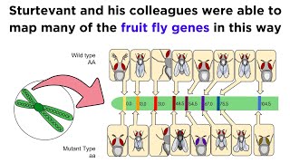 Gene Linkage and Genetic Maps [upl. by Thaddeus671]