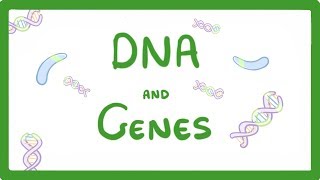 GCSE Biology  DNA Part 1  Genes and the Genome 63 [upl. by Asenav936]