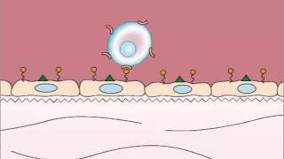 Adhesion in Leukocyte Extravasation [upl. by Tung]