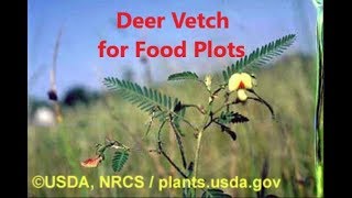 Deer Vetch for Food Plots [upl. by Rehpotsyrk797]