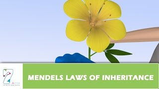 MENDELS LAWS OF INHERITANCE [upl. by Balsam]