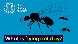 What is flying ant day  Surprising Science [upl. by Acker703]