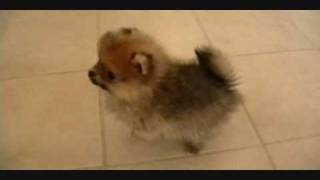 Pomeranian Puppieswmv [upl. by Tillio381]