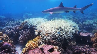 Saving The Great Barrier Reef  BBC Click [upl. by Styles764]