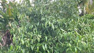 How to fruit Organic Achachairu Garcinia humilis in Florida [upl. by Pan]