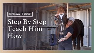 How To Put A Bridle On A Horse  Teaching Him Step By Step [upl. by Sarajane]