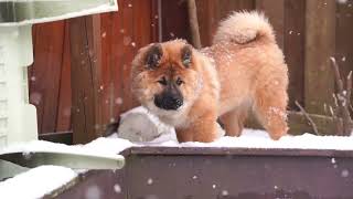 Eurasier Puppy in The Snow [upl. by Aibos]