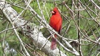 Cardinal mating calls 2 6 2021 [upl. by Boni990]