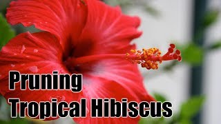 How to Prune and Maintain Tropical Hibiscus [upl. by Aicenaj]