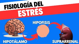 Fisiología del eje HipotálamoHipófisisSuprarrenal [upl. by Ednutey610]