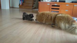 Eurasier puppy [upl. by Fransisco]