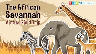 African Savannah – Virtual Field Trip [upl. by Caresse]