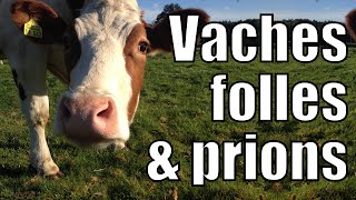 Vache folle amp Prions [upl. by Aseek]