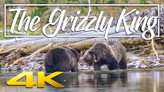 The Grizzly King  Giant Grizzlies fighting in Yellowstone National Park 4K [upl. by Airotnahs254]