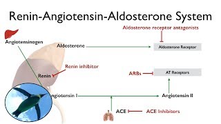 ReninAngiotensinAldosterone System The RAAS [upl. by Esinaej94]