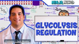 Metabolism  Regulation of Glycolysis [upl. by Aihsilat]