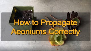 Aeonium and Aeonium Black Rose Stem Propagation [upl. by Goodyear341]