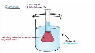 Diffusion amp Osmosis [upl. by December]