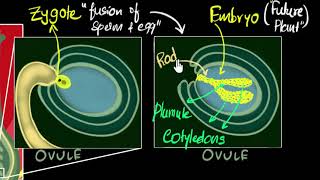 Fertilisation zygote embryo germination  How do organisms reproduce  Biology  Khan Academy [upl. by Ydnahs66]