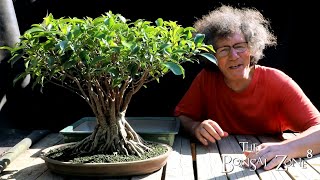 Root Detailing My Ficus microcarpa Part 1 The Bonsai Zone June 2021 [upl. by Leanna]