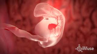 Fetal Development 3D Animation  Infuse Medical [upl. by Alicia]