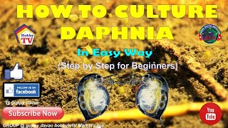 HOW TO CULTURE DAPHNIA In Easy Way [upl. by Thury632]