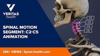 Spinal Motion Segment C2C5 Animation [upl. by Eyr808]