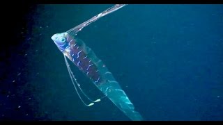 Oarfish The Ultimate Fish Tale [upl. by Elcin]