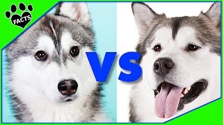 Alaskan Malamute vs Siberian Husky Who Will Win Dog vs Dog [upl. by Sinnek]