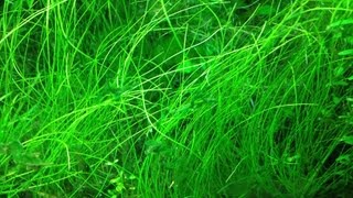 HOW TO PLANT ELEOCHARIS PARVULADwarf Hairgrass [upl. by Lalat]