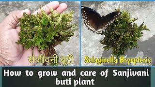 संजीवनी बूटी  How To Grow Selaginella Bryopteris  How To Care For Selaginella Bryopteris [upl. by Rhianna]