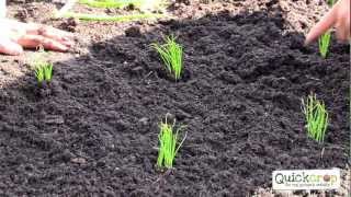 How To Grow Spring Onions  A Handy Step by Step Guide [upl. by Reivax]