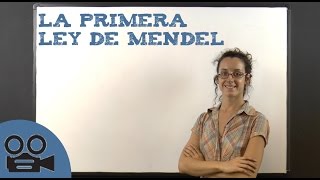 La primera ley de Mendel [upl. by Nauq]