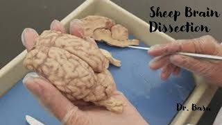 Sheep brain dissection  Dr Basus Easy Anatomy amp Physiology [upl. by Chemosh]