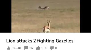 Lion attacks 2 fighting Gazelles [upl. by Petronia961]