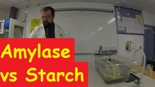 Action of Amylase on Starch [upl. by Adidnac]