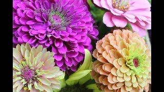 Pinching Zinnias For Bushy Plants And More BloomsGrowing Zinnia Flowers [upl. by Hoffarth664]