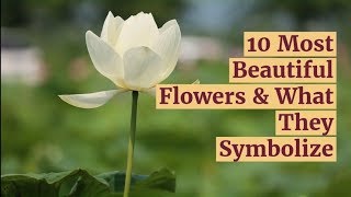 10 Most Beautiful Flowers amp What They Symbolize [upl. by Rolecnahc]