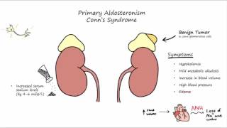 Aldosterone Mechanism of Action [upl. by Wichern]