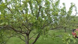 Pruning plum trees [upl. by Benedikt814]