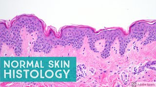 Normal Skin Histology  Explained by a Dermatopathologist [upl. by Vladimar]