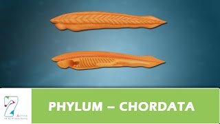 PHYLUM – CHORDATA [upl. by Kreg]