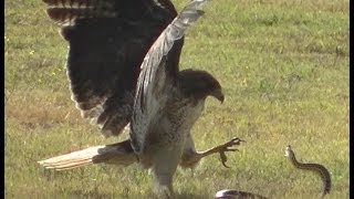 RedTailed Hawk vs Snake [upl. by Sweet227]