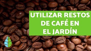 CAFÉ como ABONO PARA PLANTAS  USOS del CAFÉ en el HUERTO [upl. by Lindsley]