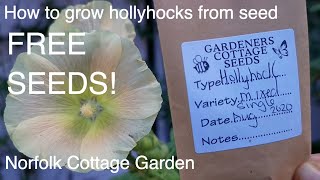 How to grow Hollyhocks from seed [upl. by Nylatsirhc]