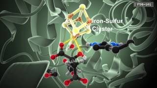 How Enzymes Work from PDB101 [upl. by Darom]