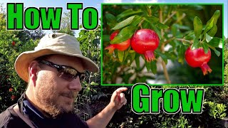 How To Grow An Abundance Of Pomegranates At Home  Gardening Tips That Work [upl. by Ahsikat158]