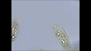 Pantoffeltierchen Paramecium unter dem Mikroskop [upl. by Lyle]