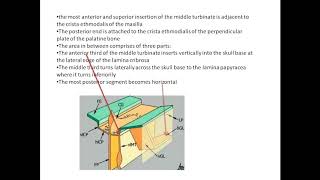 middle turbinate attachments [upl. by Ecnerolf]