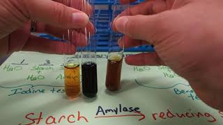 55  Salivary amylase experiment [upl. by Everest681]